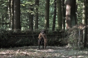 wye niemiecki, spinone italiano
