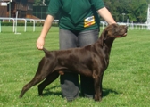 wye niemiecki, spinone italiano