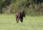 wye niemiecki, spinone italiano