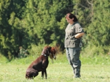 wye niemiecki, spinone italiano