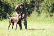 wye niemiecki, spinone italiano