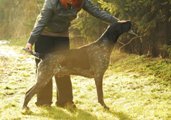 wye niemiecki, spinone italiano