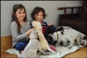 wye niemiecki, spinone italiano