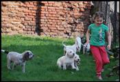 wye niemiecki, spinone italiano