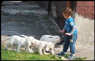 wye niemiecki, spinone italiano