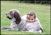 wye niemiecki, spinone italiano