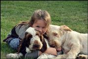 wye niemiecki, spinone italiano