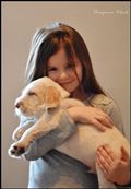 wye niemiecki, spinone italiano