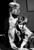 wye niemiecki, spinone italiano