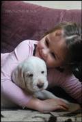 wye niemiecki, spinone italiano