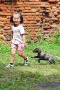 wye niemiecki, spinone italiano
