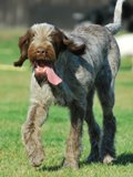 wye niemiecki, spinone italiano