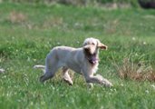 wye niemiecki, spinone italiano