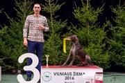 wye niemiecki, spinone italiano