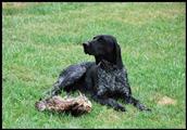 wye niemiecki, spinone italiano