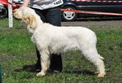 wye niemiecki, spinone italiano
