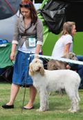 wye niemiecki, spinone italiano