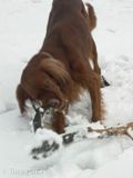 wye niemiecki, spinone italiano