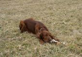 wye niemiecki, spinone italiano