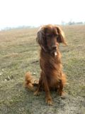 wye niemiecki, spinone italiano