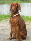 wye niemiecki, spinone italiano