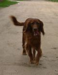wye niemiecki, spinone italiano