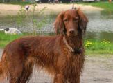 wye niemiecki, spinone italiano