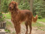 wye niemiecki, spinone italiano