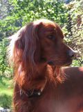 wye niemiecki, spinone italiano
