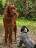 wye niemiecki, spinone italiano