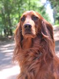 wye niemiecki, spinone italiano