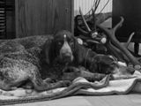 wye niemiecki, spinone italiano