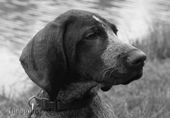 wye niemiecki, spinone italiano