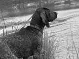 wye niemiecki, spinone italiano