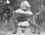 wye niemiecki, spinone italiano