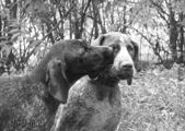 wye niemiecki, spinone italiano