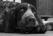 wye niemiecki, spinone italiano