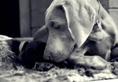 wye niemiecki, spinone italiano
