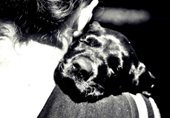 wye niemiecki, spinone italiano