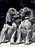 wye niemiecki, spinone italiano