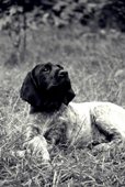 wye niemiecki, spinone italiano