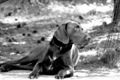 wye niemiecki, spinone italiano