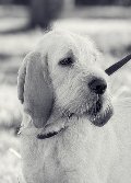 wye niemiecki, spinone italiano