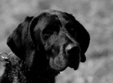 wye niemiecki, spinone italiano