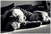 wye niemiecki, spinone italiano