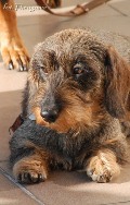 wye niemiecki, spinone italiano