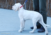 wye niemiecki, spinone italiano