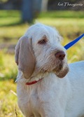 wye niemiecki, spinone italiano
