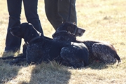 wye niemiecki, spinone italiano