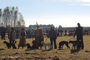 wye niemiecki, spinone italiano